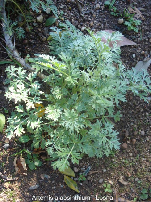 تصویر افسنطین Artemisia absinthium 1